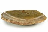 Polished Fossil Coral (Actinocyathus) Dish - Morocco #323043-1